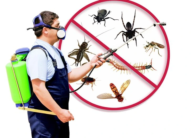 termite treatment