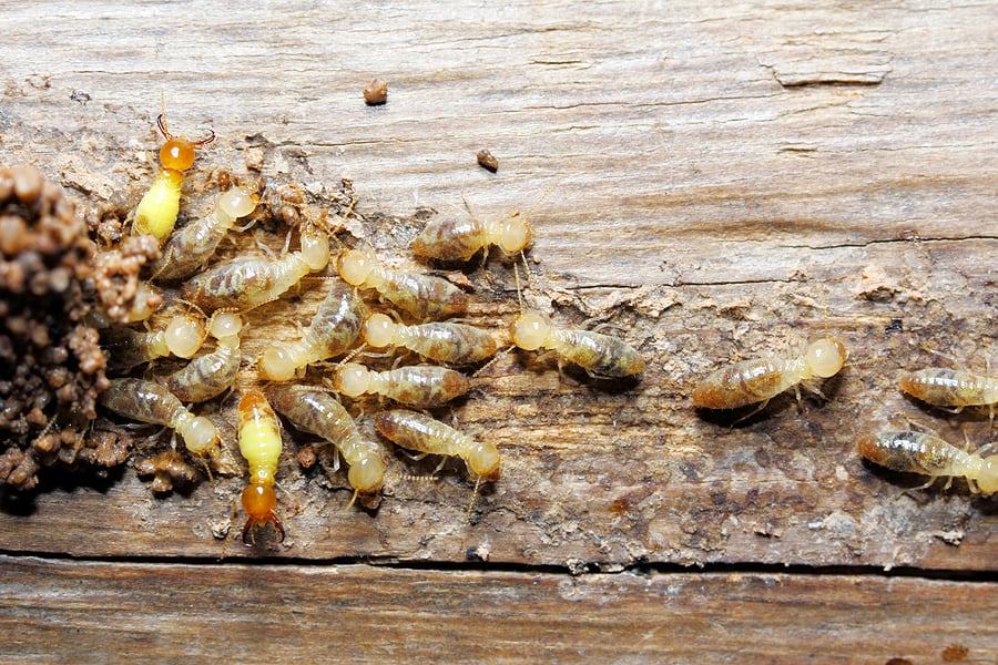 What To Expect During Inspection For Termites