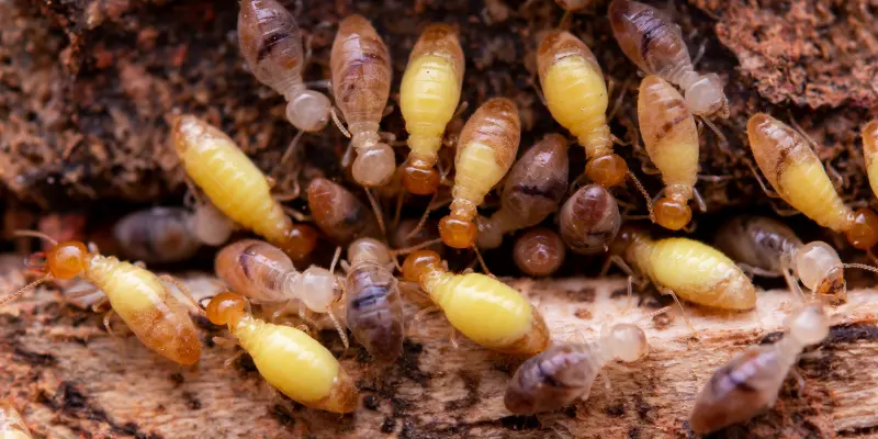 When is Termite Season?