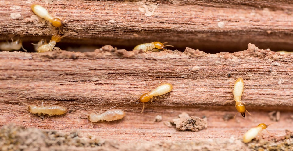 When is Termite Season?